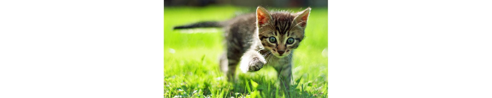 Gatos