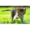 Gatos